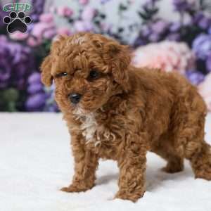 Toby, Miniature Poodle Puppy